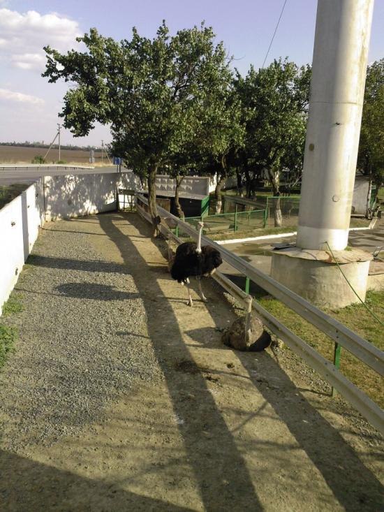 Червонознам'янка з panoramio.com - Червонознаменка