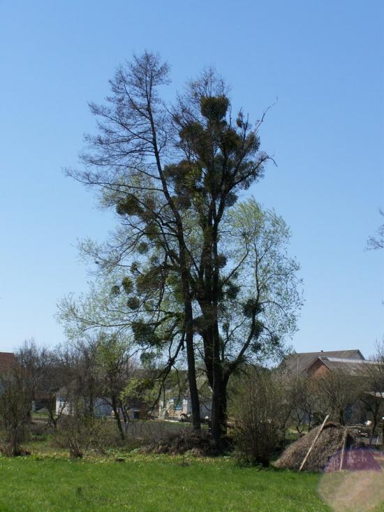 Рокитне з panoramio.com - Ракитное