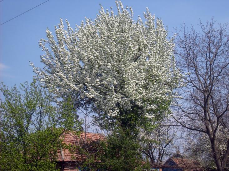 Мала Виска з panoramio.com - Малая Виска