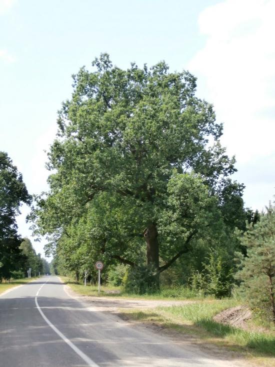 Ниговищі з panoramio.com - Ниговищі