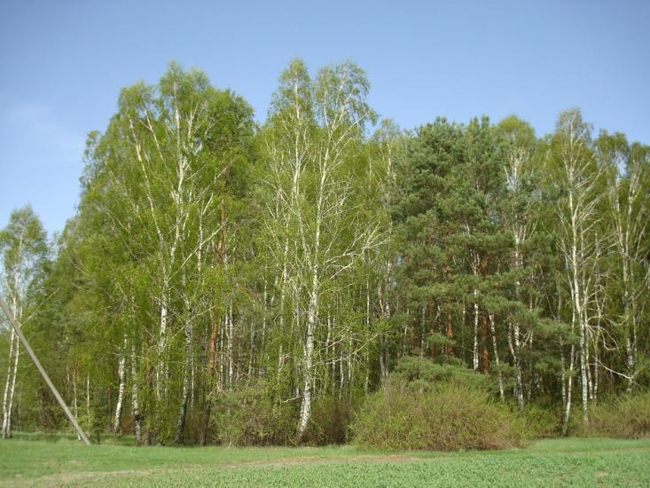 Вівчицьк з panoramio.com - Вовчицк