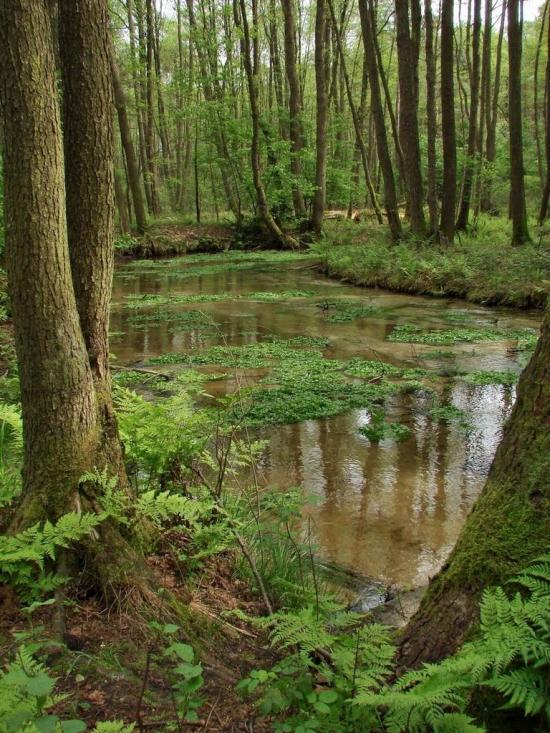 Дев'ятир з panoramio.com - Девятир