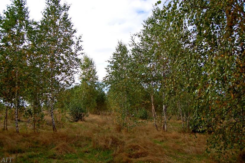Велика Ведмежка з panoramio.com - Великая Ведмежка