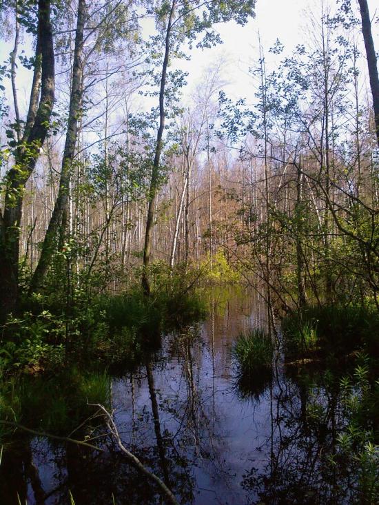 Перешпа з panoramio.com - Перешпа