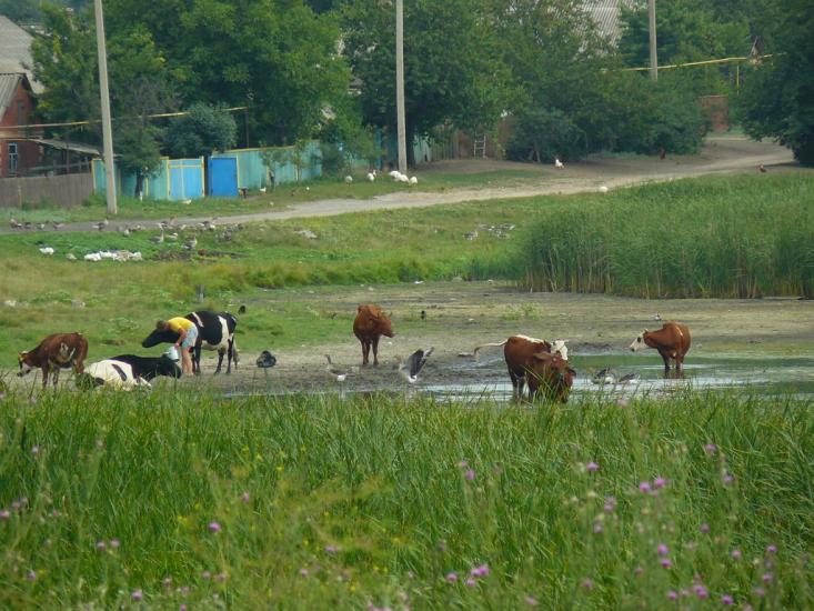 Протопопівка з panoramio.com - Протопопівка