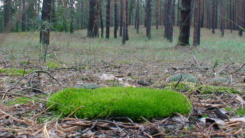 Торське з panoramio.com - Торське