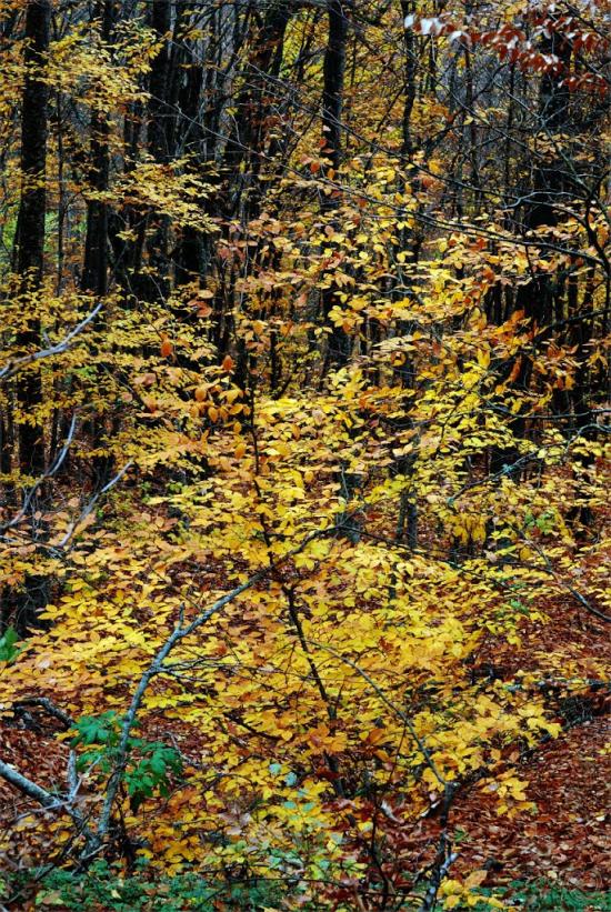 Поворотне з panoramio.com - Поворотное