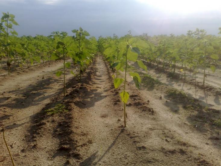 Михайлівка з panoramio.com - Михайлівка