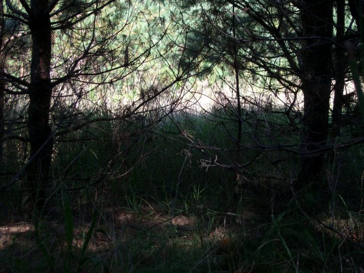 Вівчицьк з panoramio.com - Вовчицк