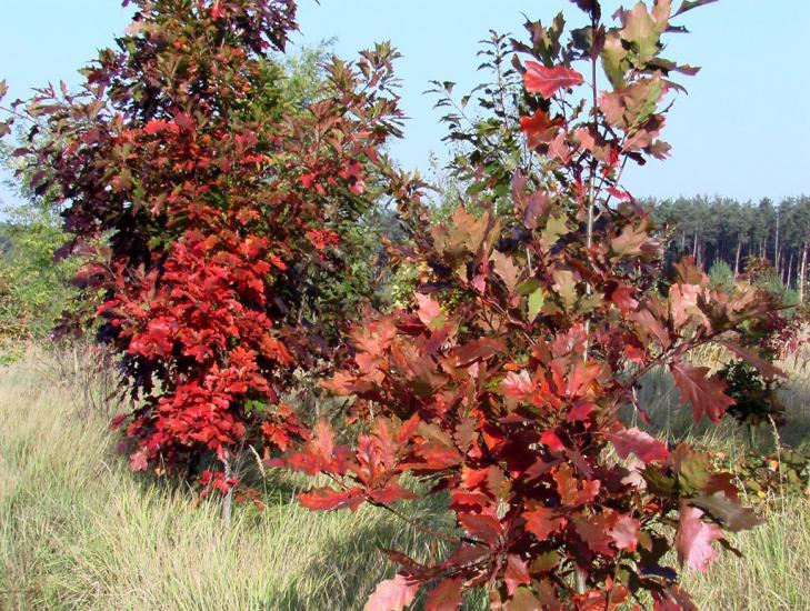 Масківці з panoramio.com - Масковцы