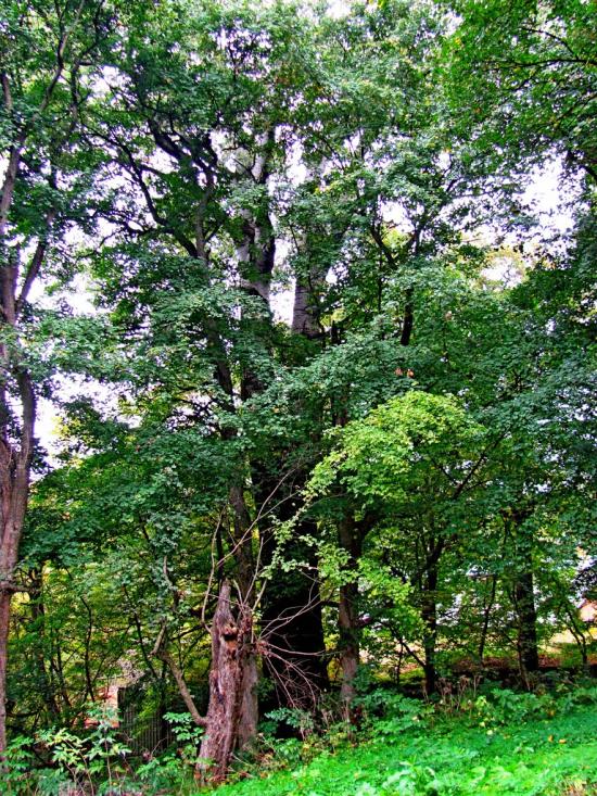 Вишня з panoramio.com - Вишня