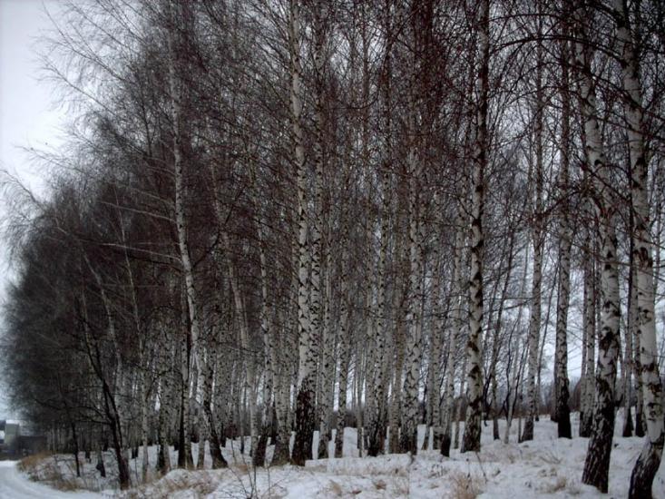 Бобрівка з panoramio.com - Бобровка