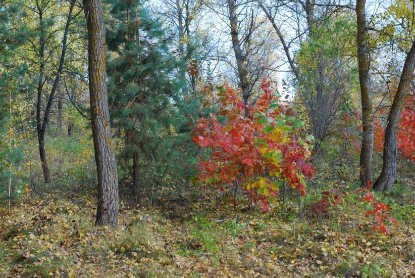 Макошине з panoramio.com - Макошино
