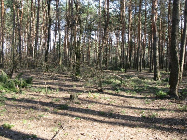 Власівка з panoramio.com - Власівка