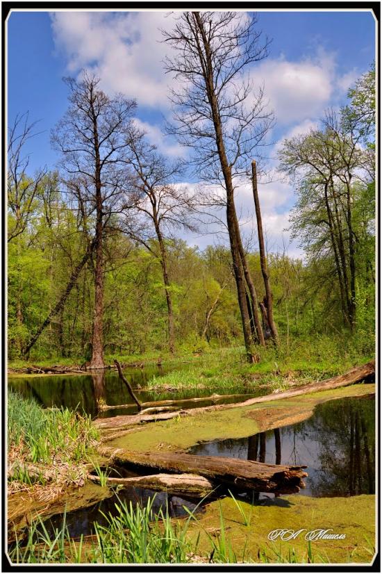 Серебрянка з panoramio.com - Serebryanka