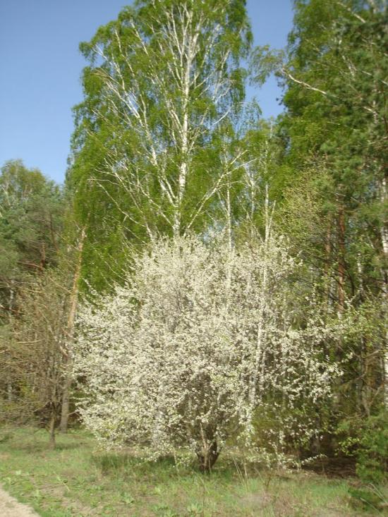 Вівчицьк з panoramio.com - Вівчицьк