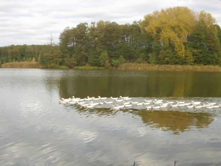 Іволжанське з panoramio.com - Иволжанское