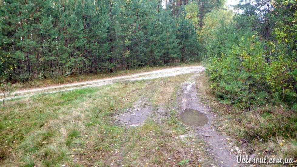 Гаєвичі з panoramio.com - Гаєвичі