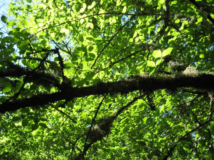 Новобобрівське з panoramio.com - Новобобровское