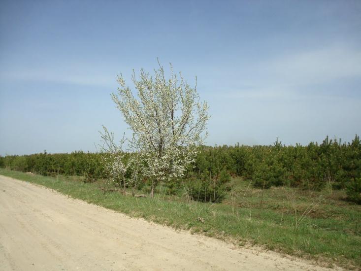 Голоби з panoramio.com - Голобы