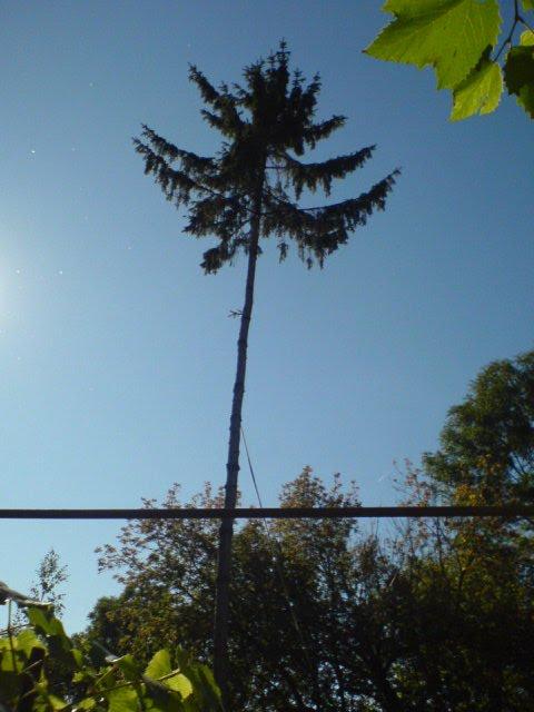 Лисогірка з panoramio.com - Лысогорка