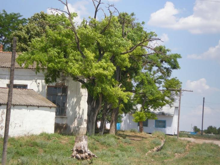 Шовковичне з panoramio.com - Шовковичне