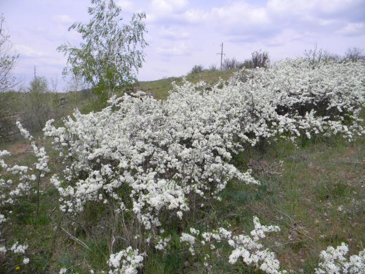 Шолохове з panoramio.com - Шолохово