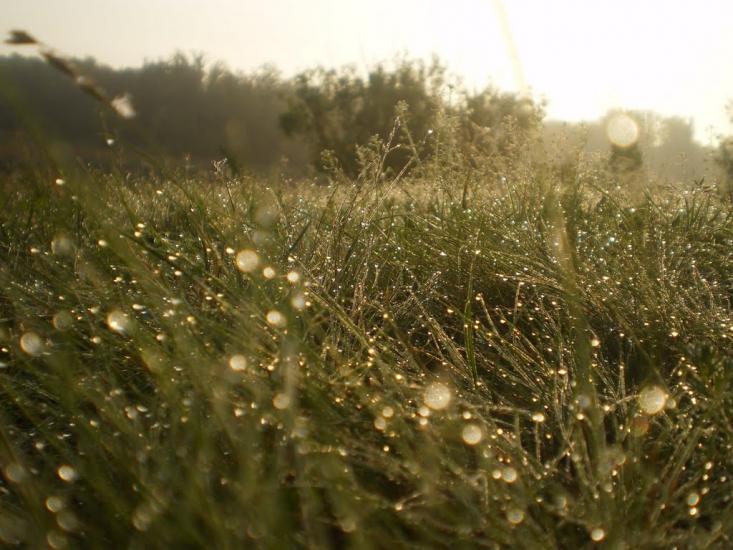 Раєво-Олександрівка з panoramio.com - Раево-Александровка