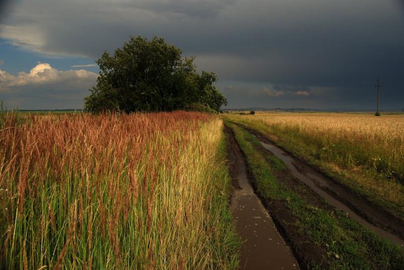 Гаї з panoramio.com - Гаї