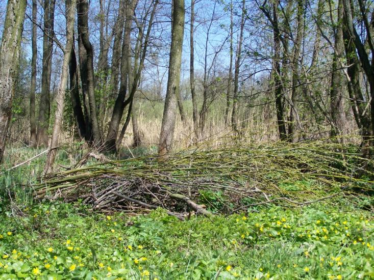 Рокитне з panoramio.com - Ракитное