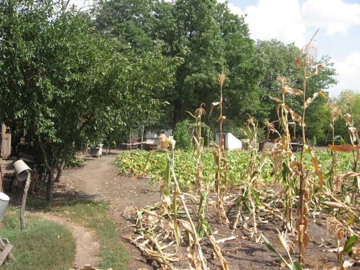 Зелений Гай з panoramio.com - Зелений Гай