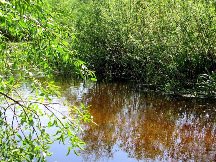 Сарни з panoramio.com - Сарни
