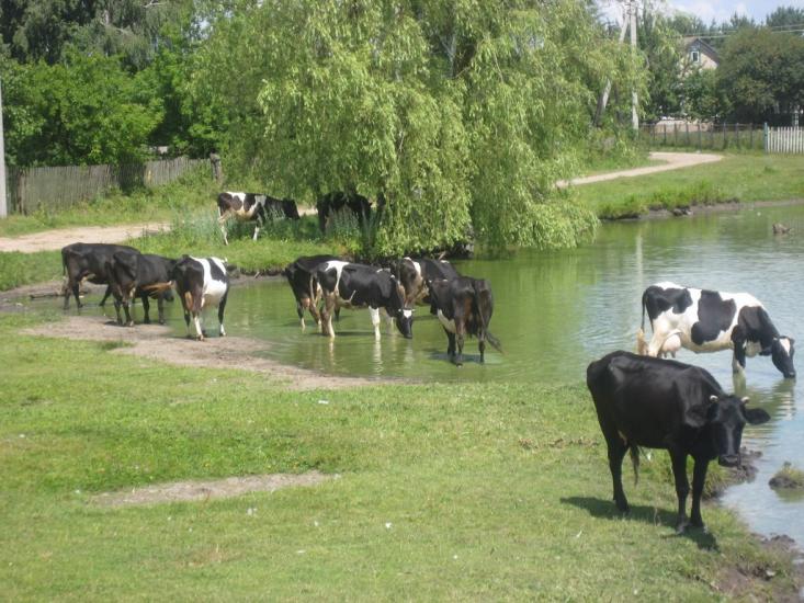 Карасиха з panoramio.com - Карасиха