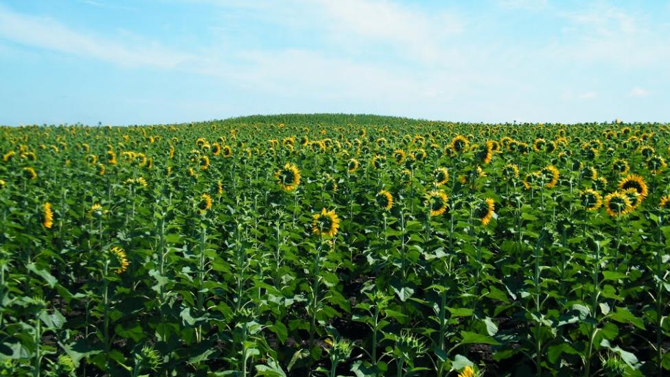 Верхня Жужманівка з panoramio.com - Verkhnya Zhuzhmanivka