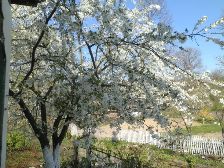 Хлопчиці з panoramio.com - Хлопчицы