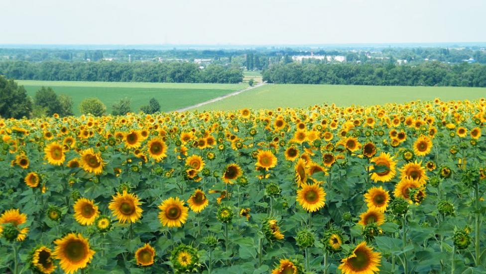 Верхня Жужманівка з panoramio.com - Верхня Жужманівка