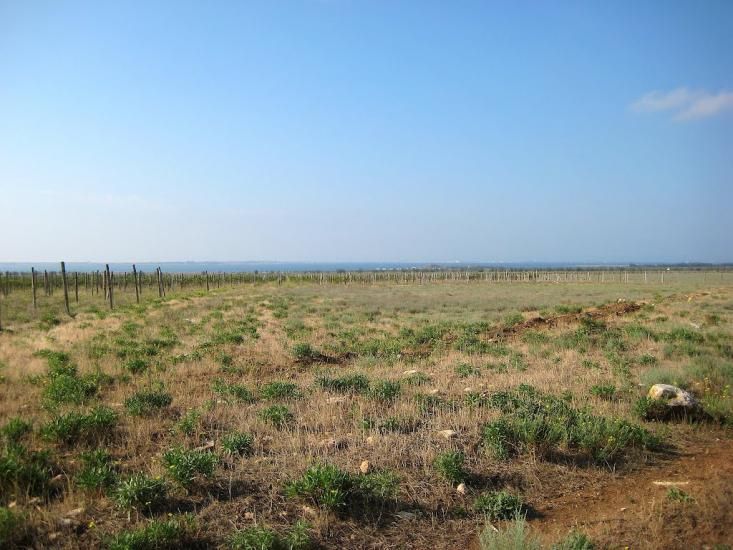 Медведеве з panoramio.com - Медведево