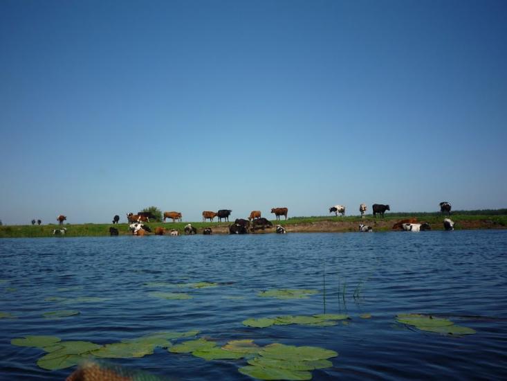 Березичі з panoramio.com - Березичі