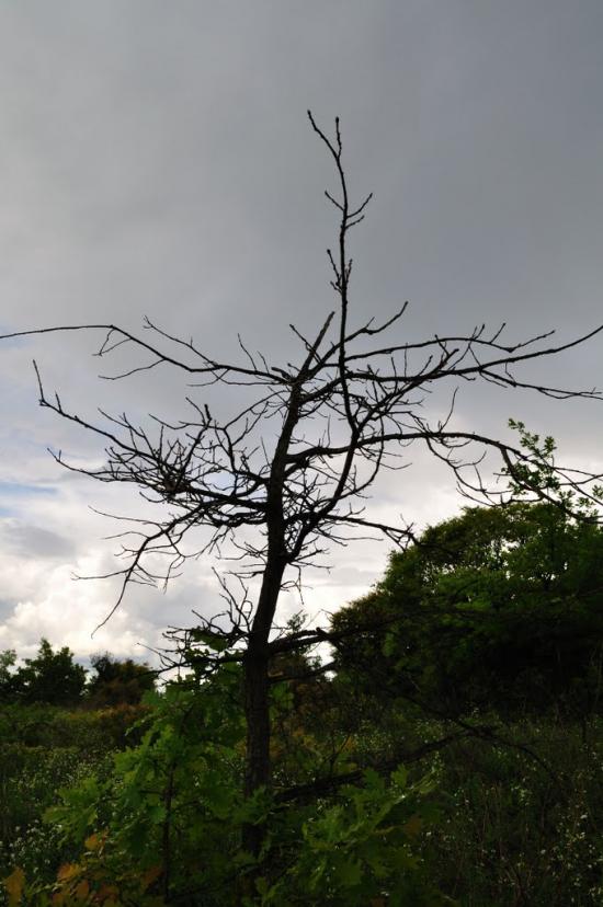 Білогорівка з panoramio.com - Белогоровка