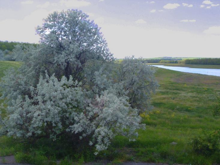 Доманівка з panoramio.com - Доманевка