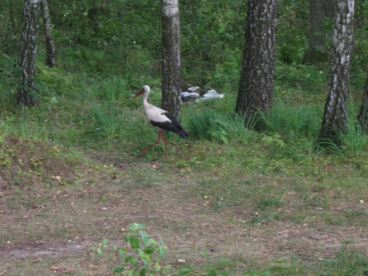 Невір з panoramio.com - Невір