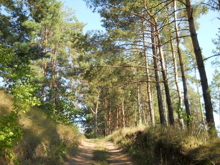 Кошляки з panoramio.com - Кошляки