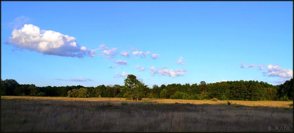 Кулики з panoramio.com - Кулики