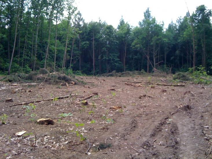 Карпівці з panoramio.com - Карпівці