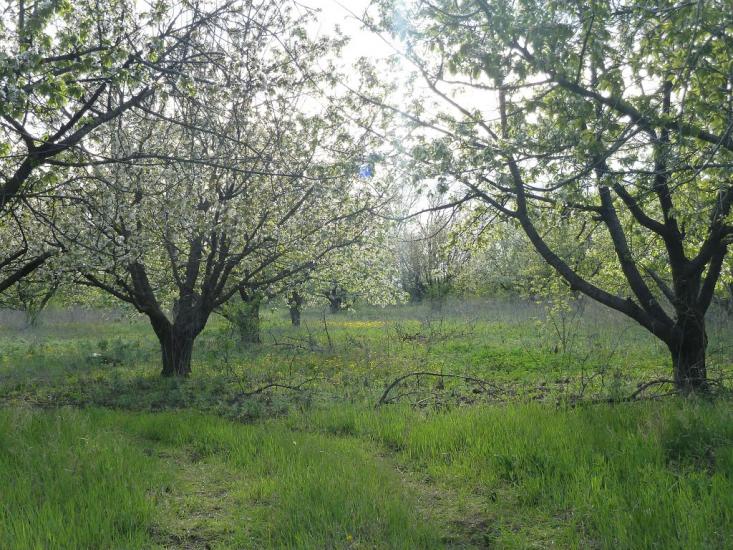 Володимирівка з panoramio.com - Владимировка