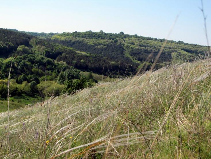 Грушка з panoramio.com - Грушка