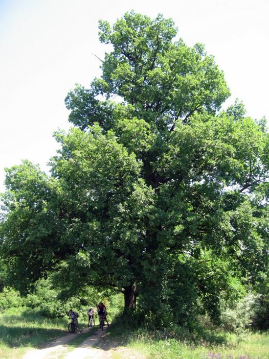 Люботин з panoramio.com - Люботин