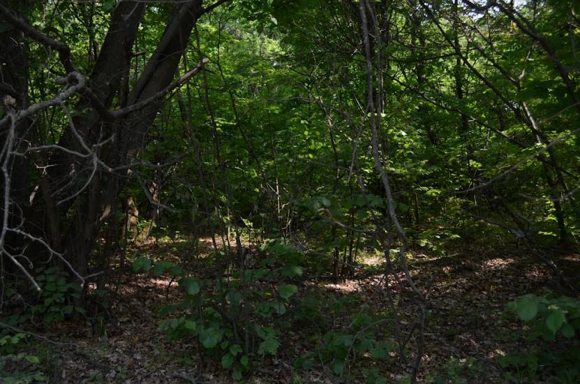 Болибоки з panoramio.com - Болибоки