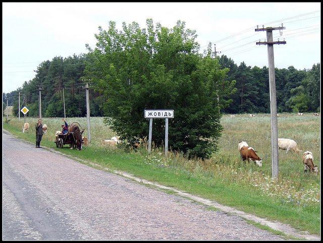 Жовідь з panoramio.com - Zhovid