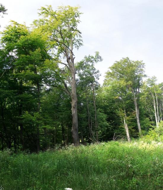 Ворочово з panoramio.com - Ворочово